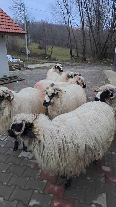 Vand oii toate sunt tinere