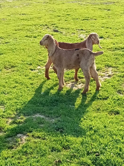 козлята породистые