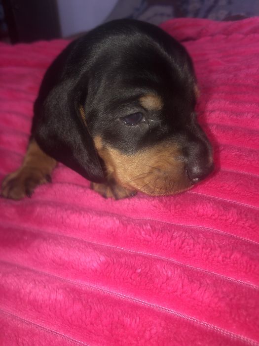 Продам шинков таксы успейте забронировать