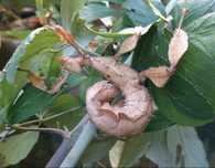 Яйца на Extatosoma tiaratum - страшилки