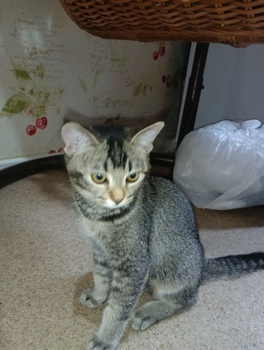 Подарим людям любящим животных