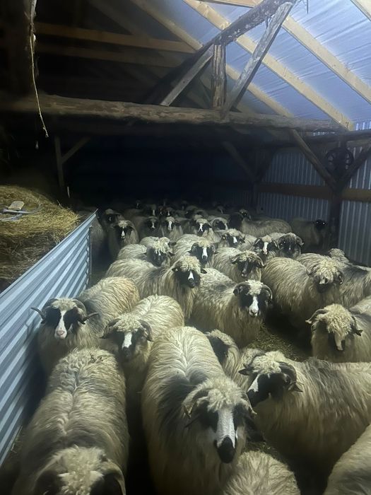 Vând 72 de oi miori și stramiori