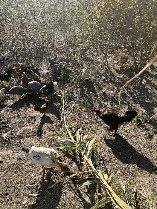 Masculi bibilica (cata )