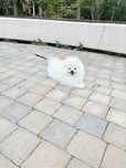Vand catel pomeranian