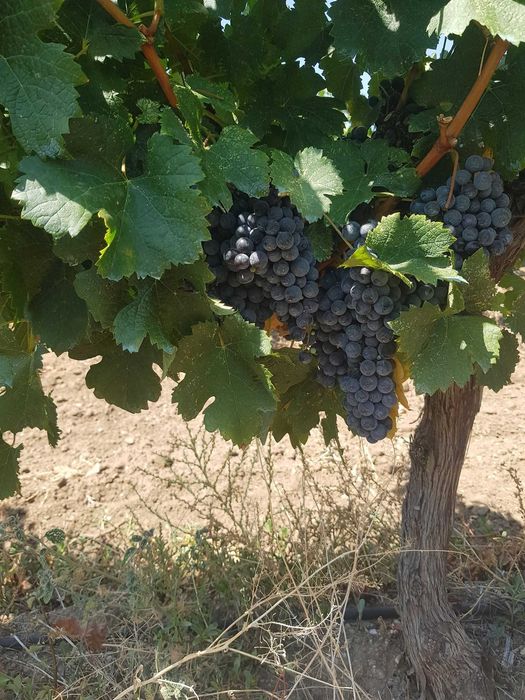 Продавам грозде за вино и ракия