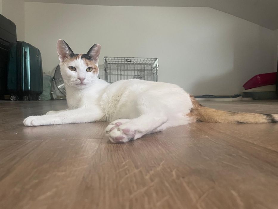 Adoptie pentru Pippa