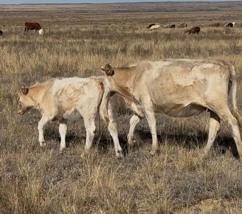 Сиыр баспак екеуи