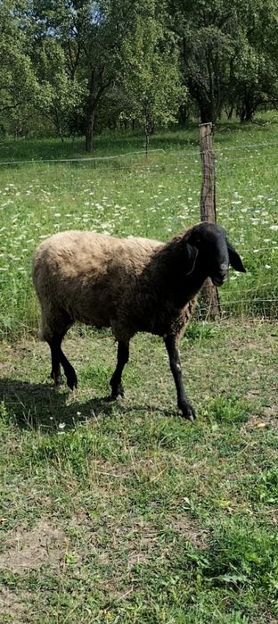 Berbec sârbesc chiut genetic!