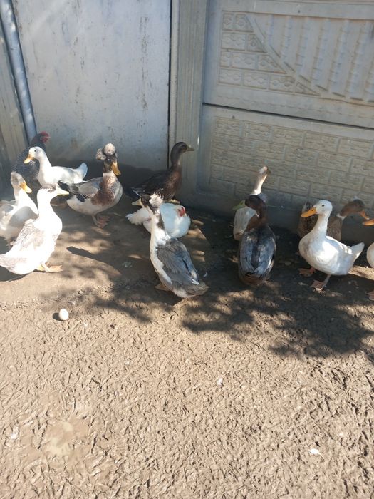 Vând rațe romanești