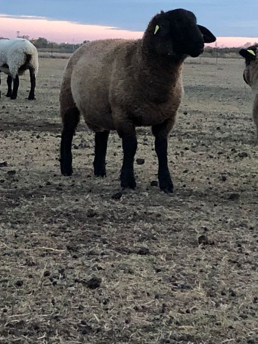 Berbec Suffolk cu certificat de origine