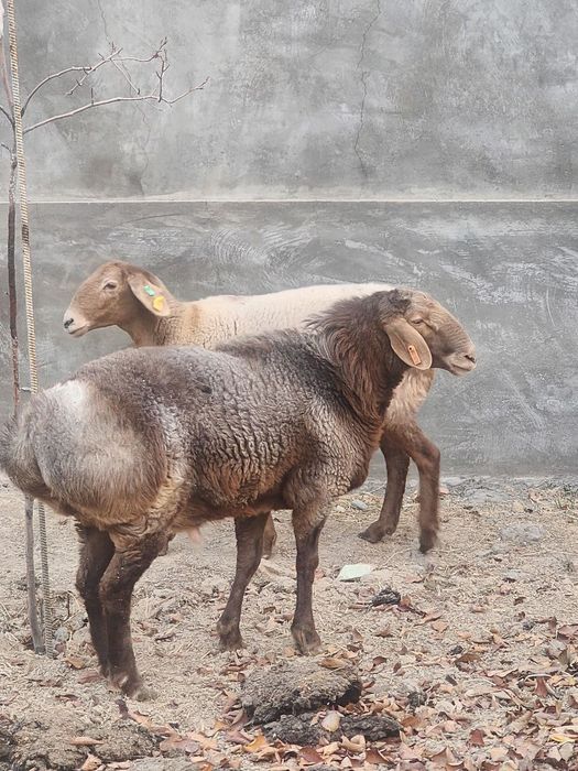 Qochqor sotiladi 2tish