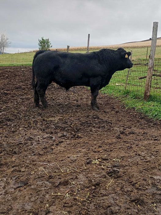 Vând tauri angus pentru reproducție