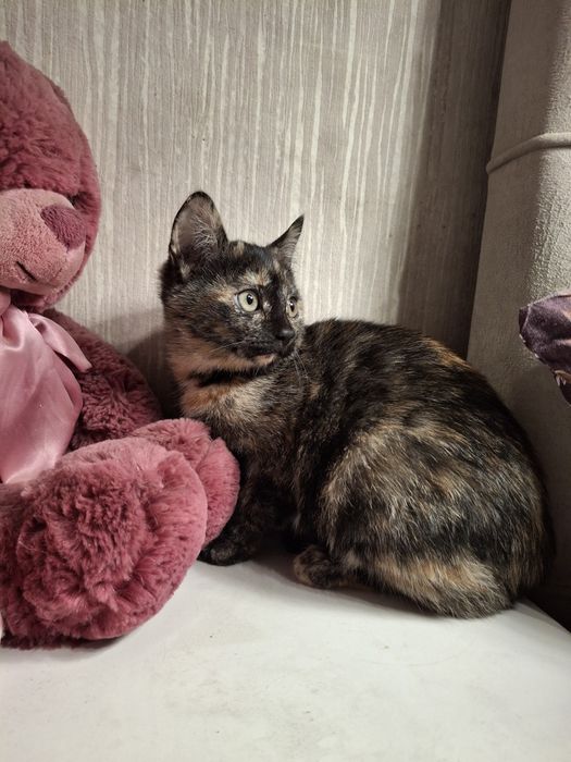 Отдам котят мышеловов