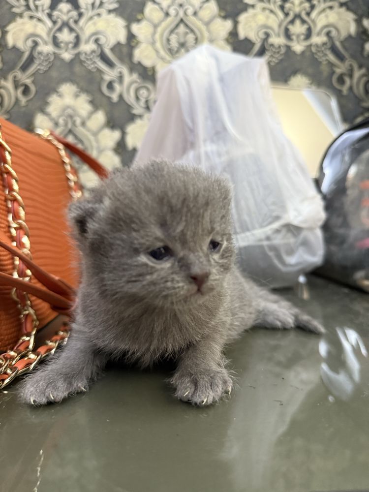 Выслоухий пародистые котята
