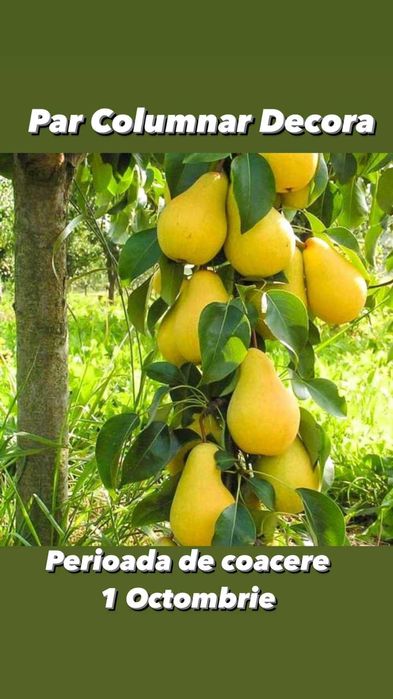 Pomi columnari si pitici