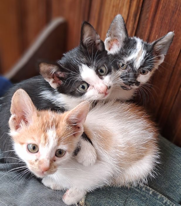 Подарявам котенца!