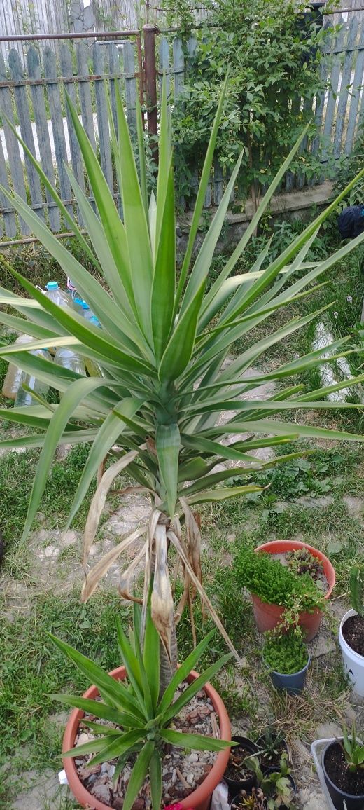 Yucca gloriosa arbore exotic