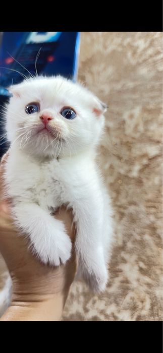 Пролается голубогразый Фолд президент