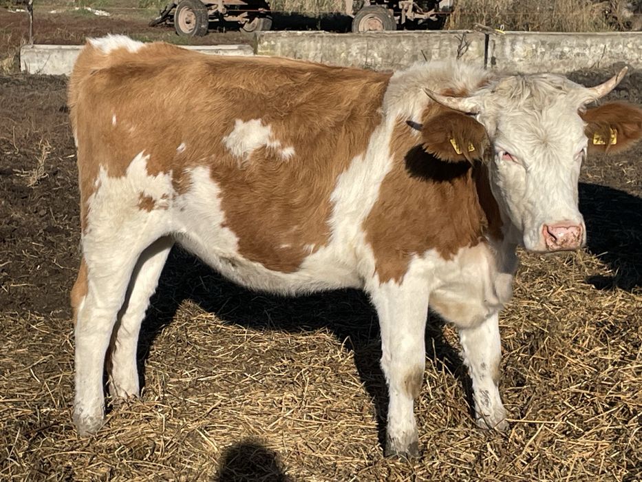 Juninci baltata romaneasca