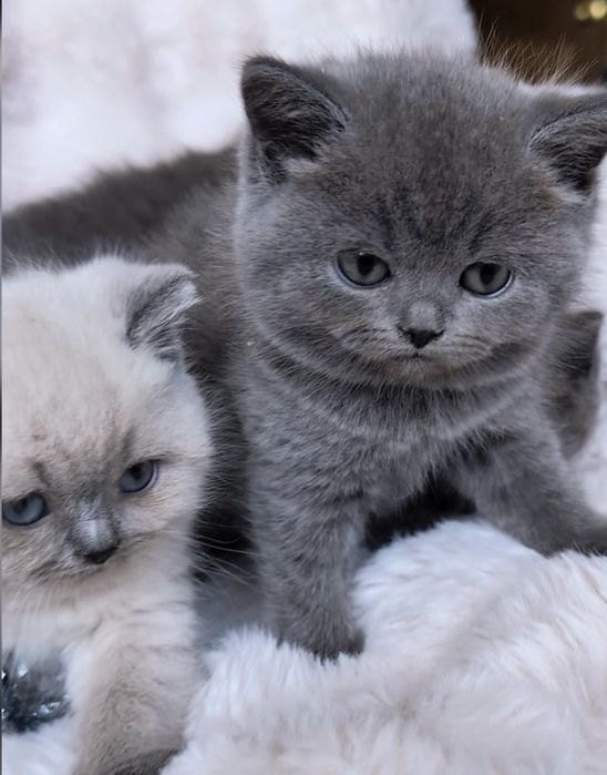 Британска късокосместа