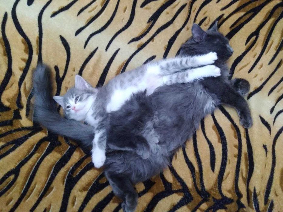 Отдам домашних, милых котята в добрые руки