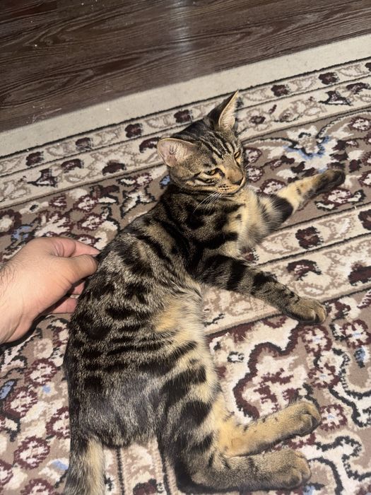 Bengalski 5 yarim oyli ogil arzonroga bervoraman srochniga