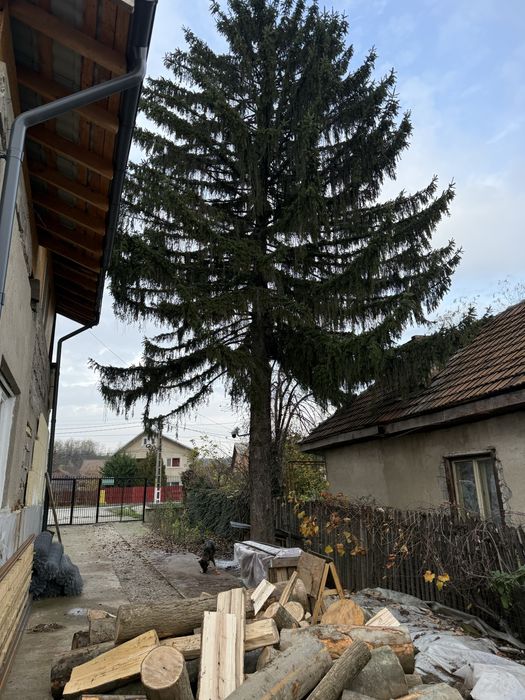 Brad verde natural 13 metri