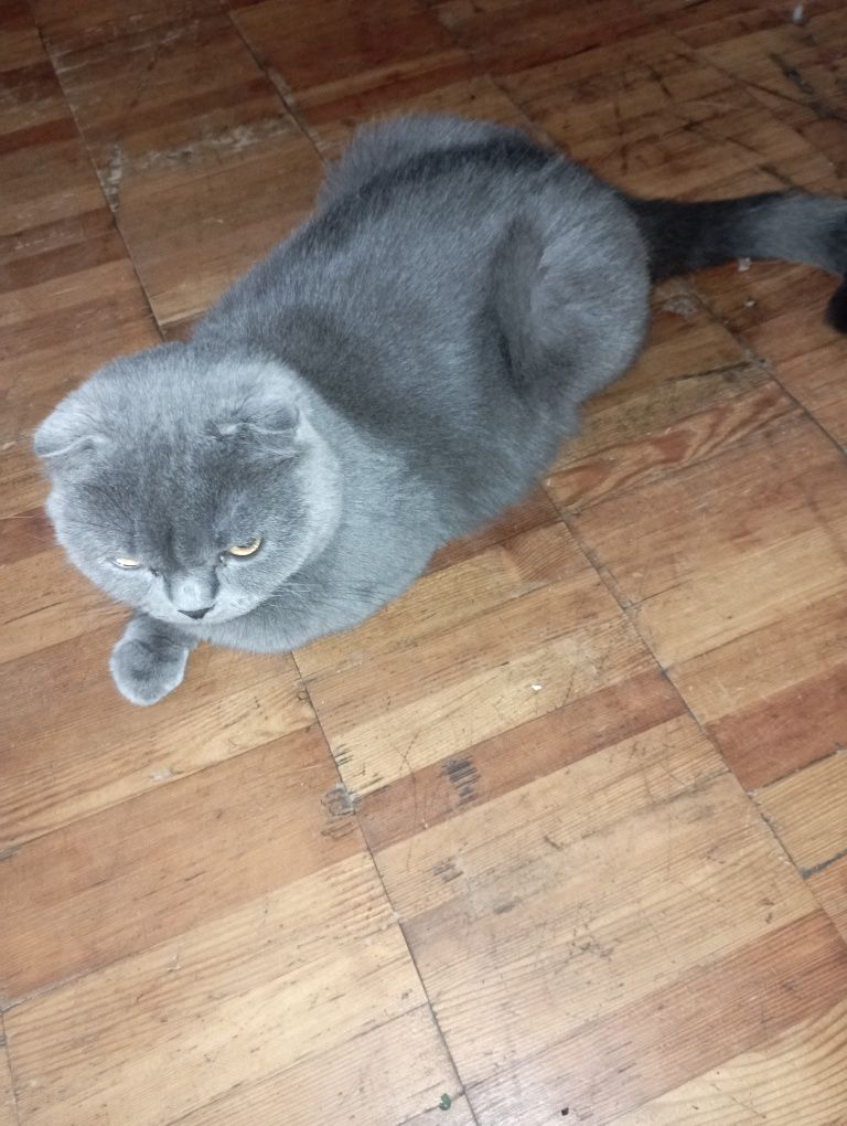 Котёнок 2 мес. девочка