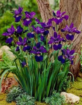 Iris mov pt plantat primavara