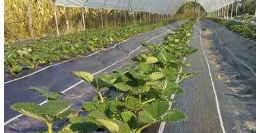 FOLIE MULCIRE-AGROTEXTIL 5.15x50m=650 lei; 5.15x100m= 1.300ei