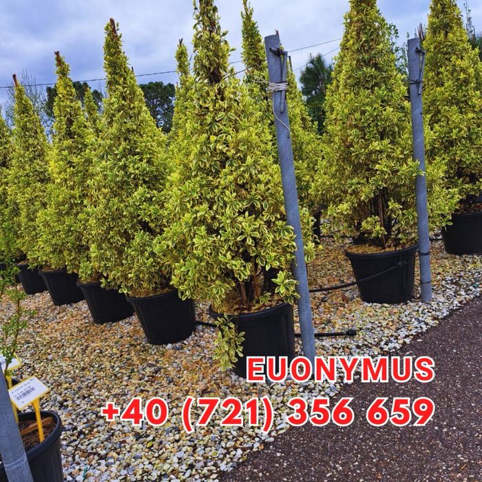 Ilex , Evonymus , Magnolia Solangeana Artar Rosu Japonez Aucuba platan