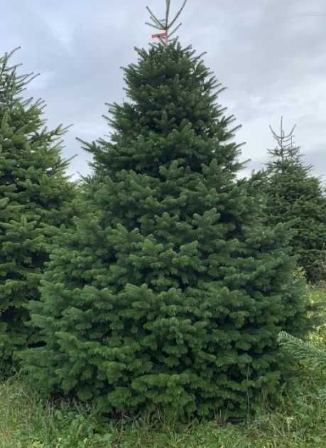 Brad de craciun natural