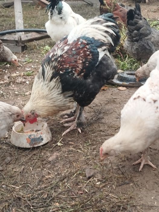 Продам петуха хорошего большого.Породы Браун