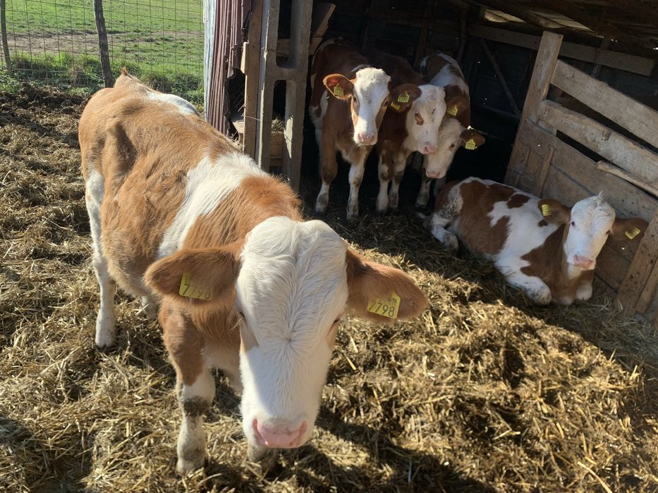 Vind 5 vitei frumasi cu greutatea de 150 / 200 kg la pretul de 5000 le