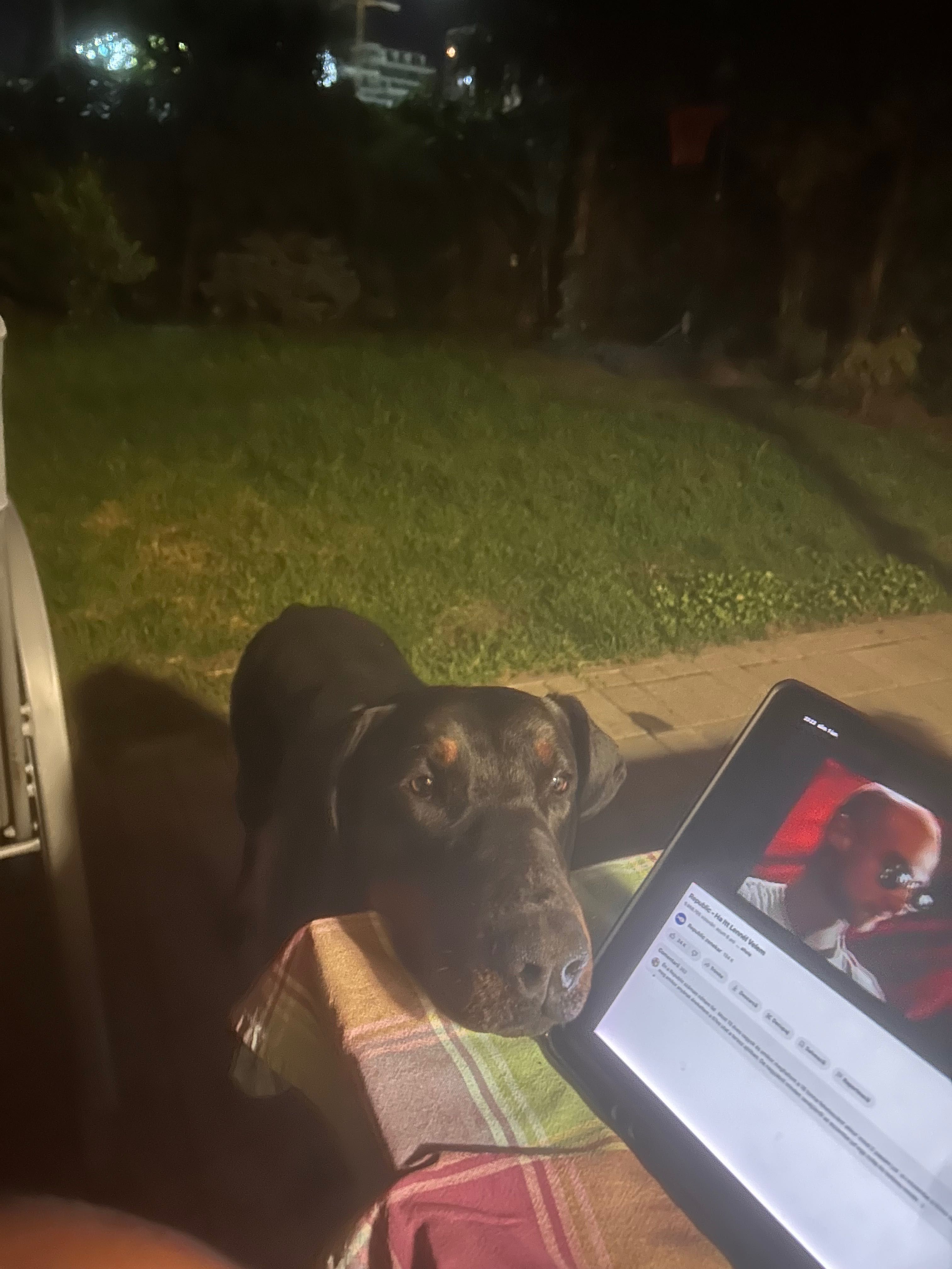 Ofer gratuit spre adopție Doberman