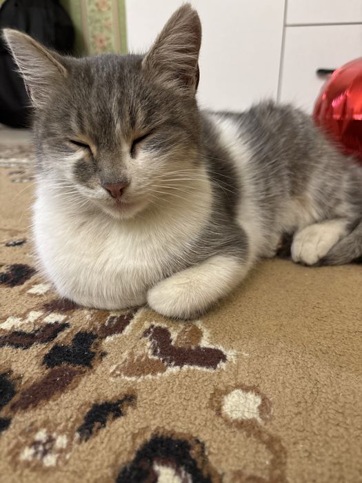 нашла кота по адресу Ткачева 12/3