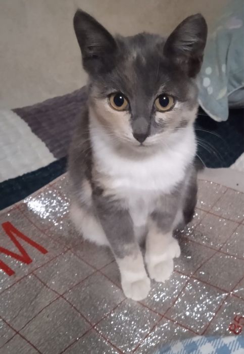 В добрые руки котята