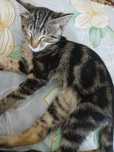 Bengal mushuk toza qonli