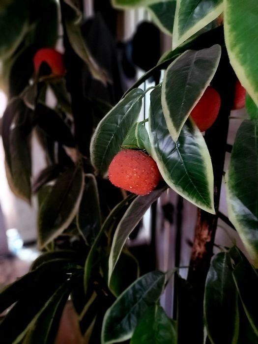 Срочно высокие искусственные деревья высота 1.90. Читайте опесание