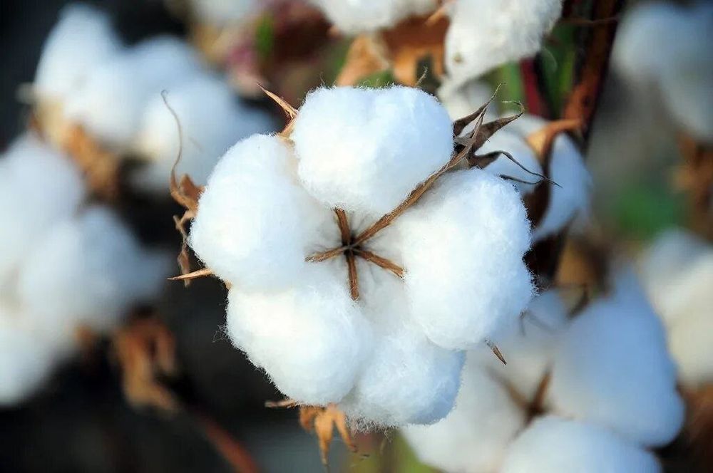 Sifatli toza toy paxta optom