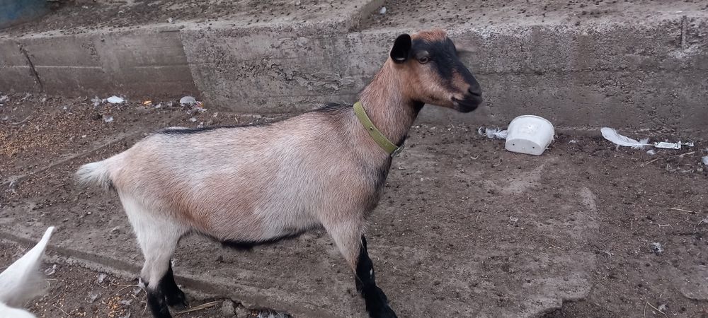 Țap origine sannen și ieduta