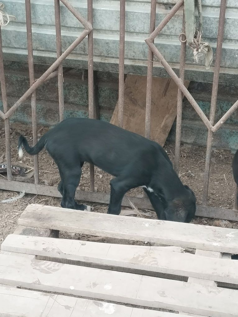Тазы күшік сатылады