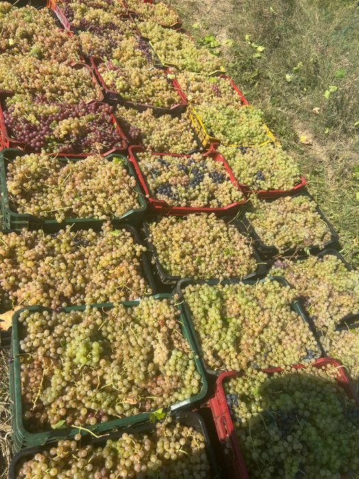 Vand struguri de vin