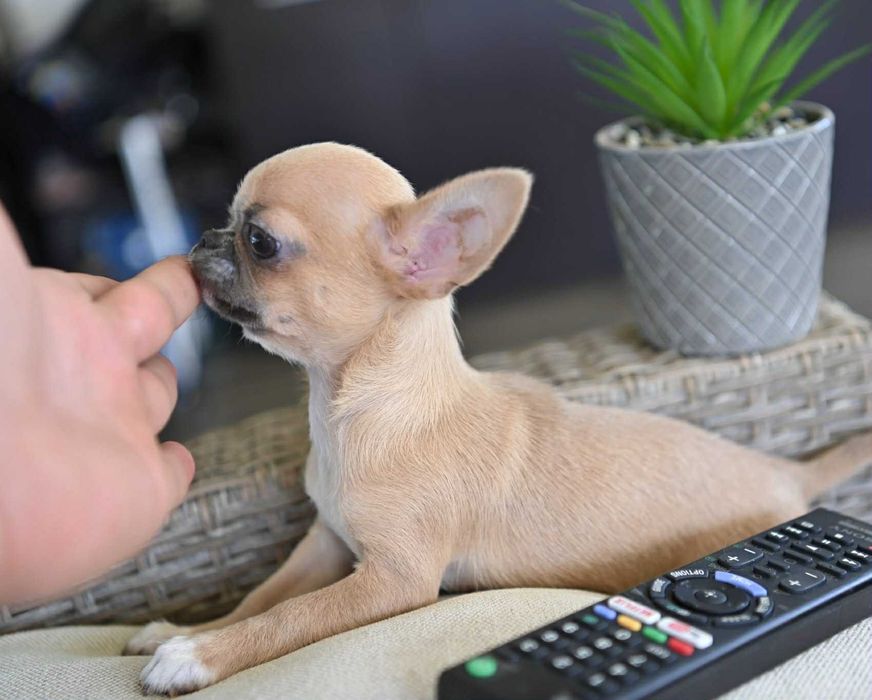 Мъжко миниатюрно чихуахуа лилав фаун