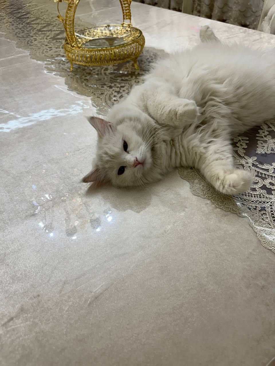 Кошка, турецкая ангора