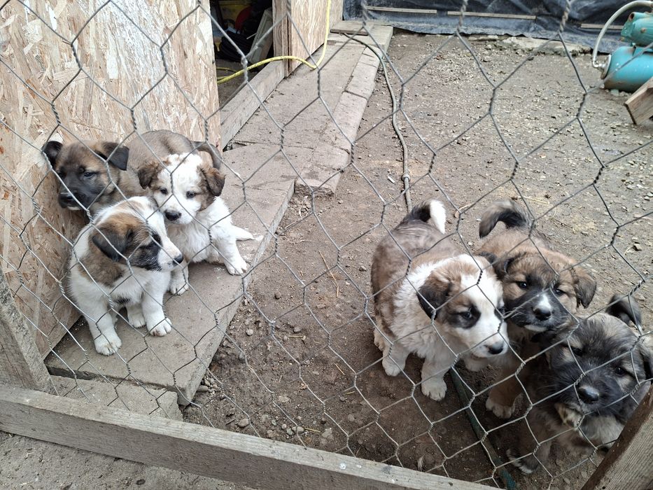 Donez Căței,  rasa ciobanesc