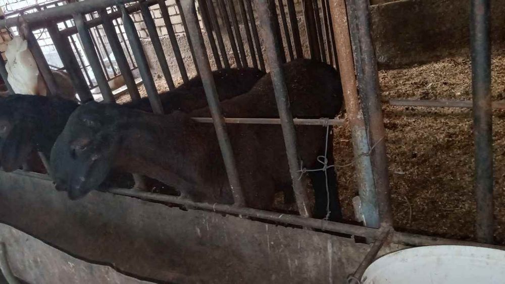 Uyda boqilgan qoylar sotiladi