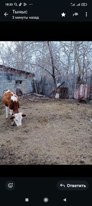 Тайынша сатылады тайынша
