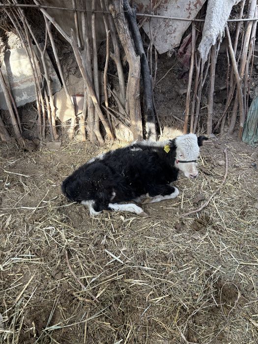 Бұзаулы сиыр бағасы 500 мың