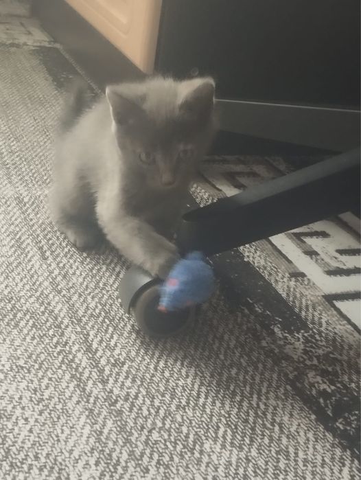 Котенок девочка.